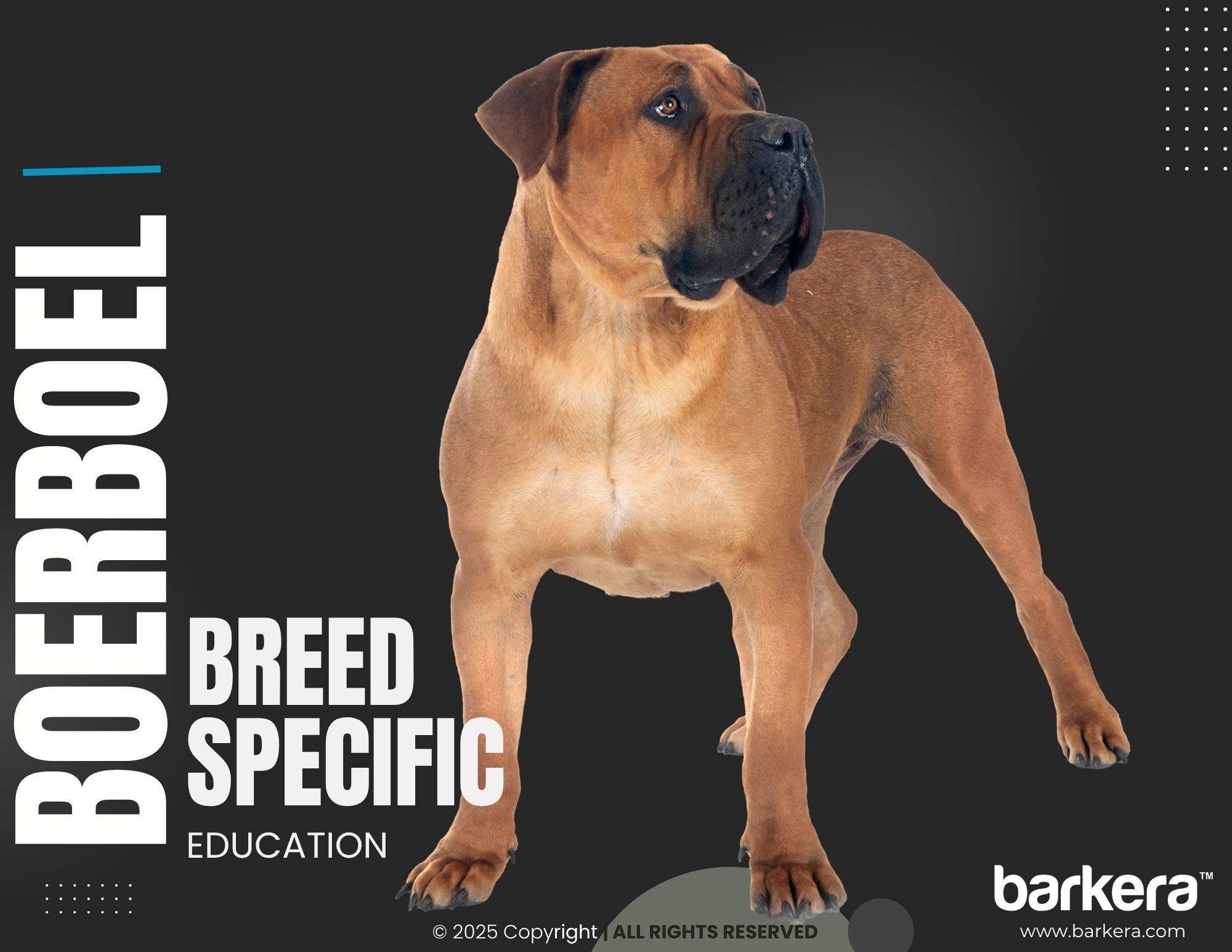Boerboel – Breed Overview