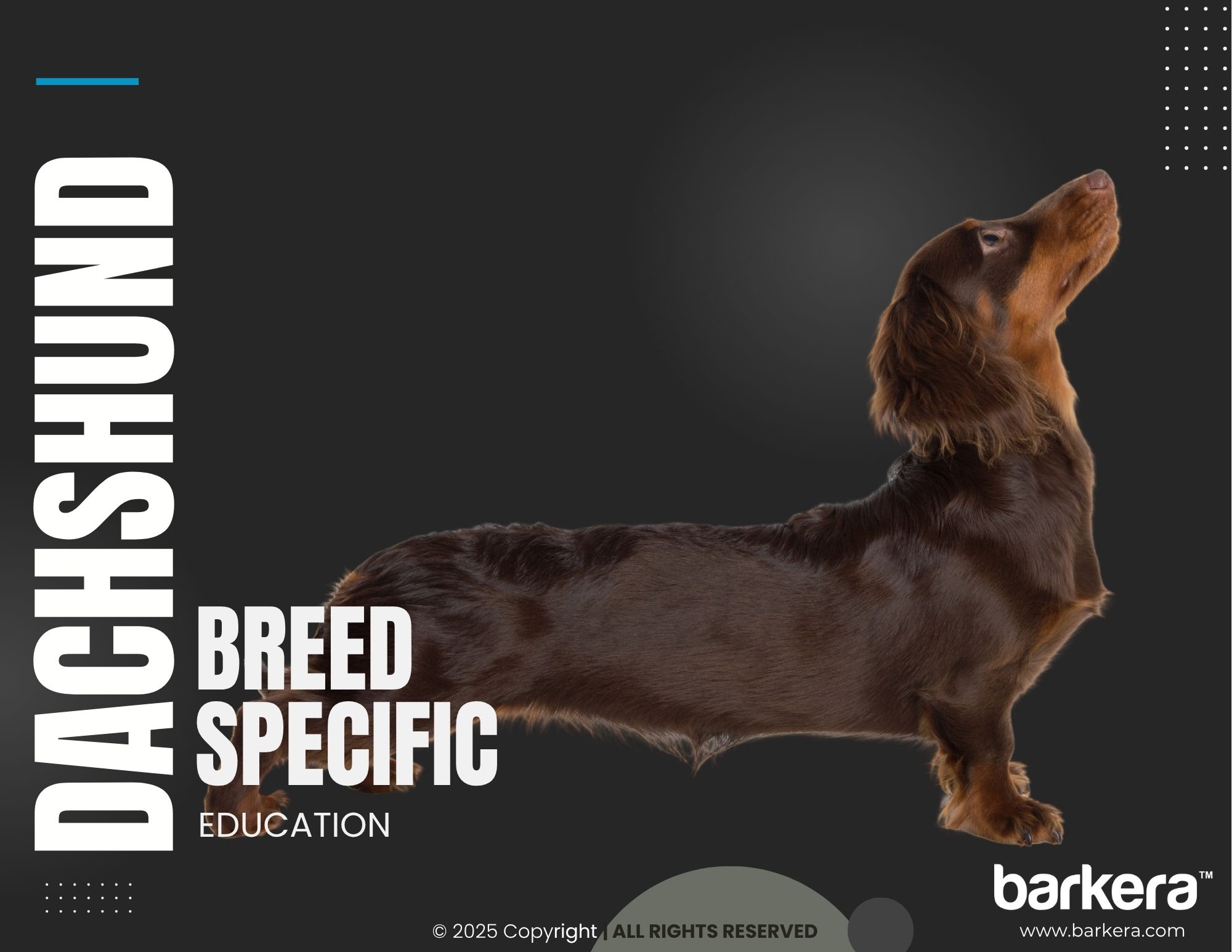 Dachshund – Breed Overview