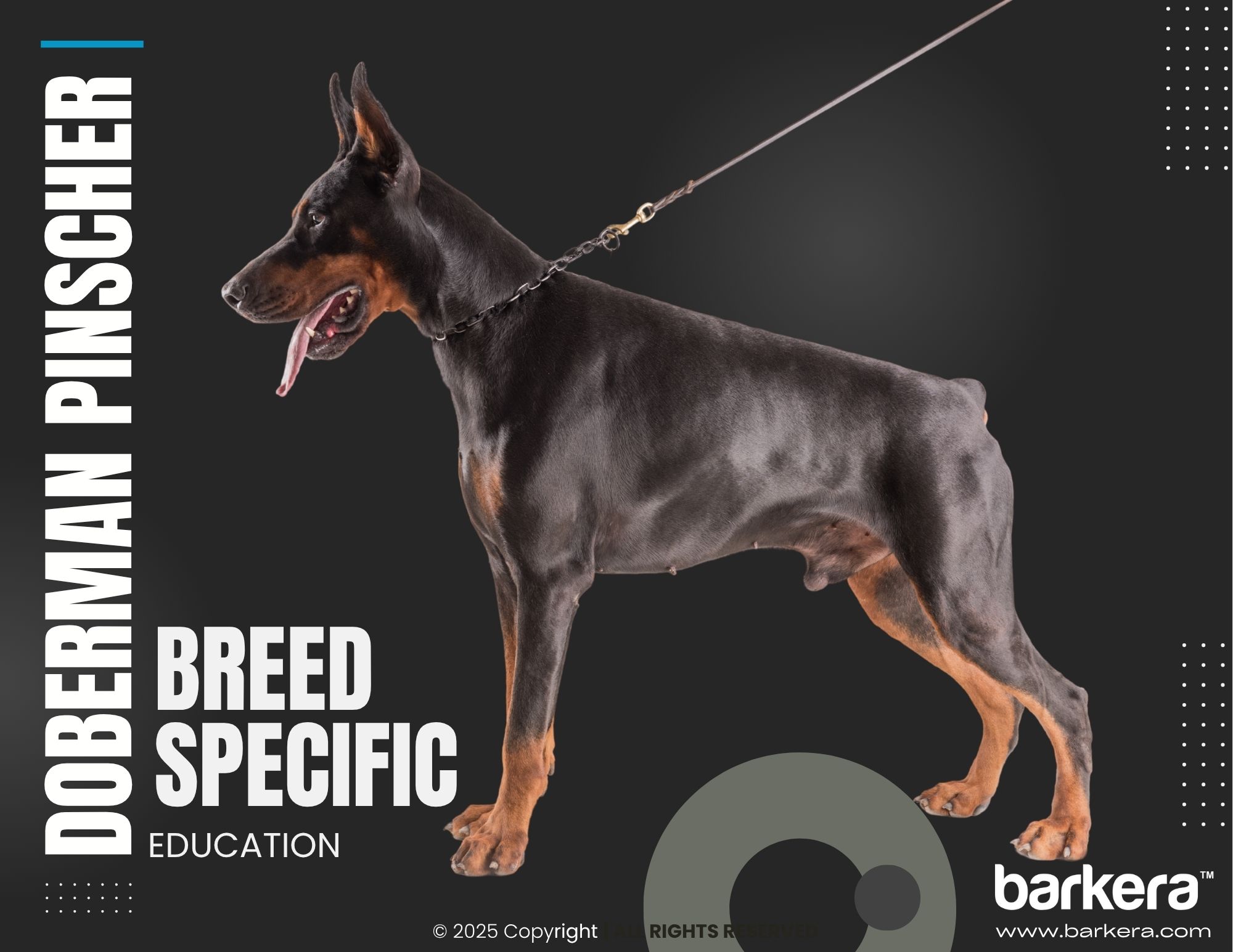 Doberman Pinscher – Breed Overview