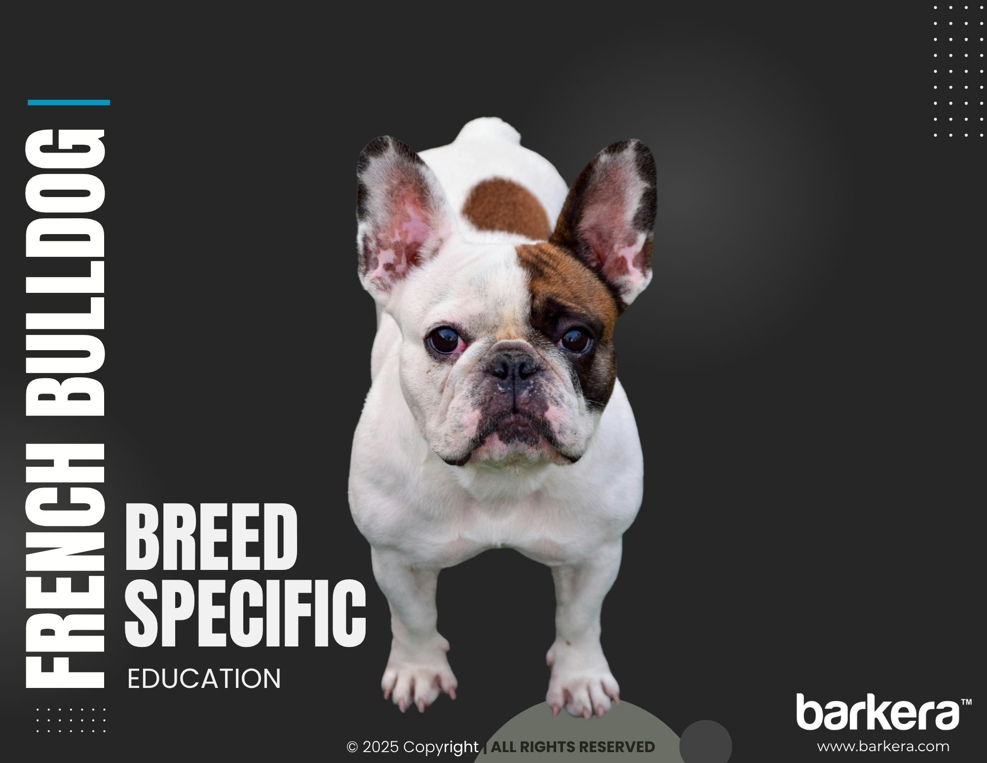 French Bulldog – Breed Overview