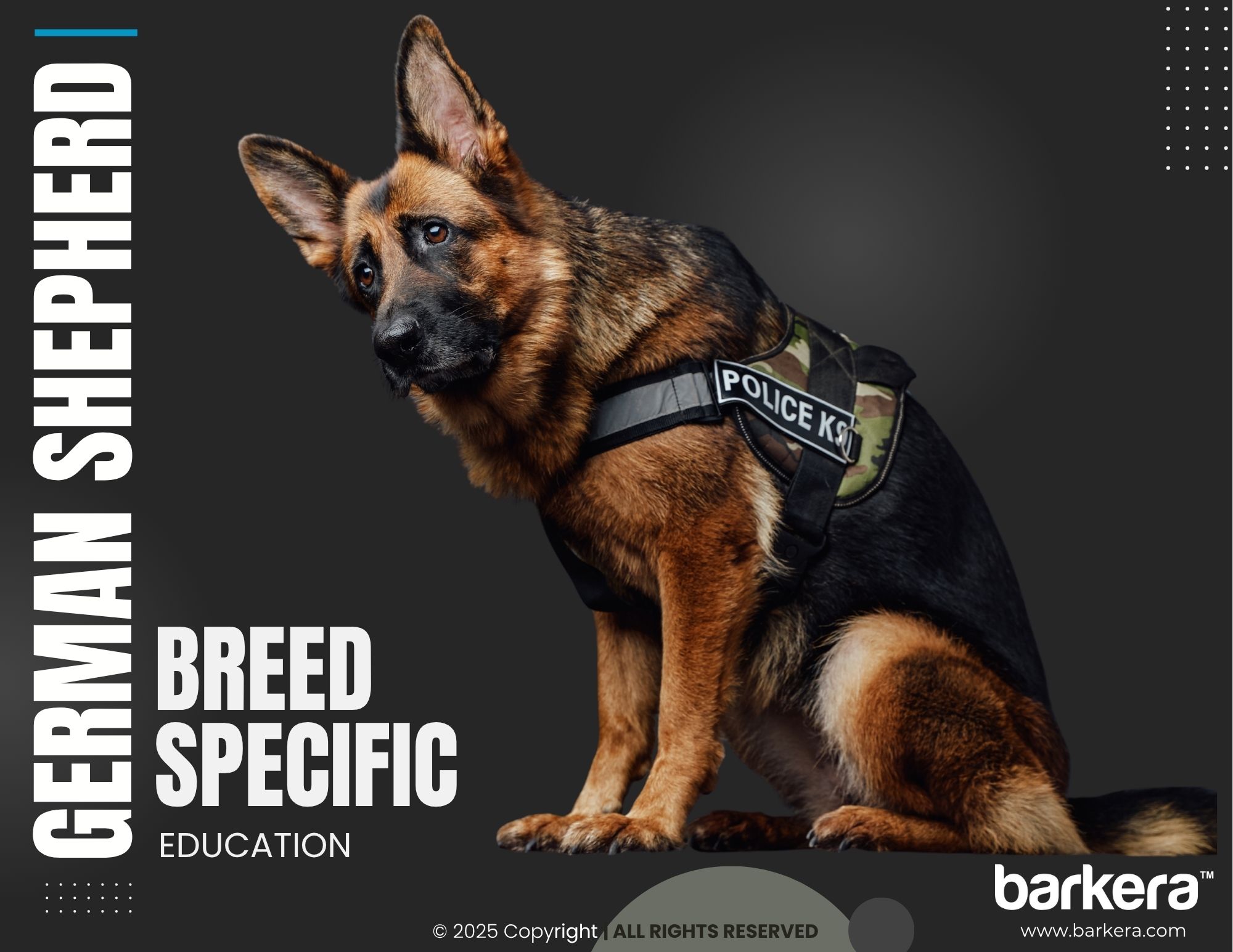 German Shepherd – Breed Overview