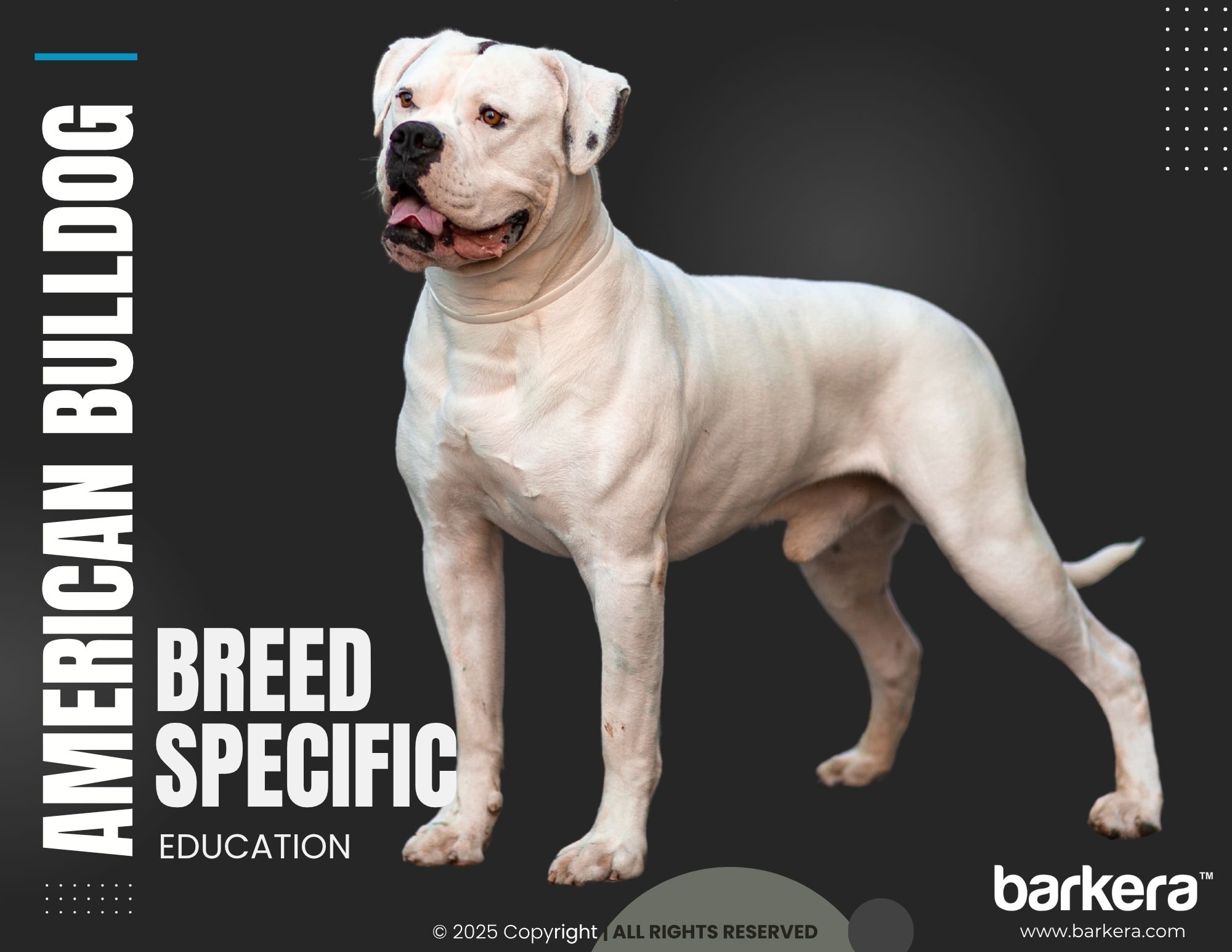 American Bulldog – Breed Overview