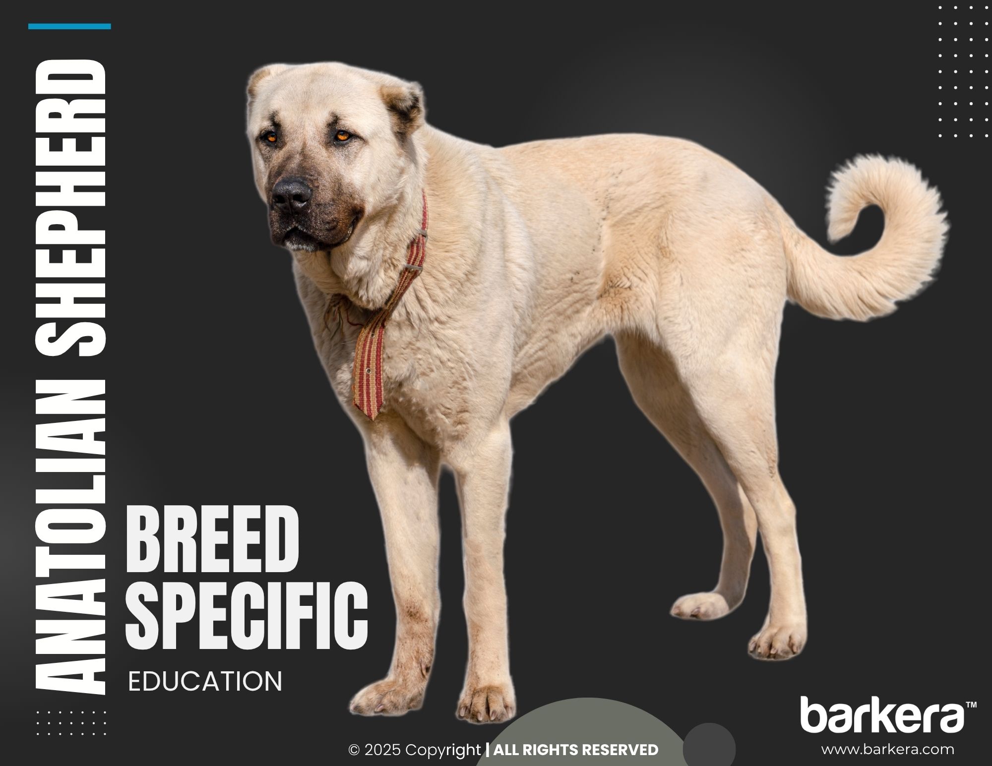 Anatolian Shepherd – Breed Overview
