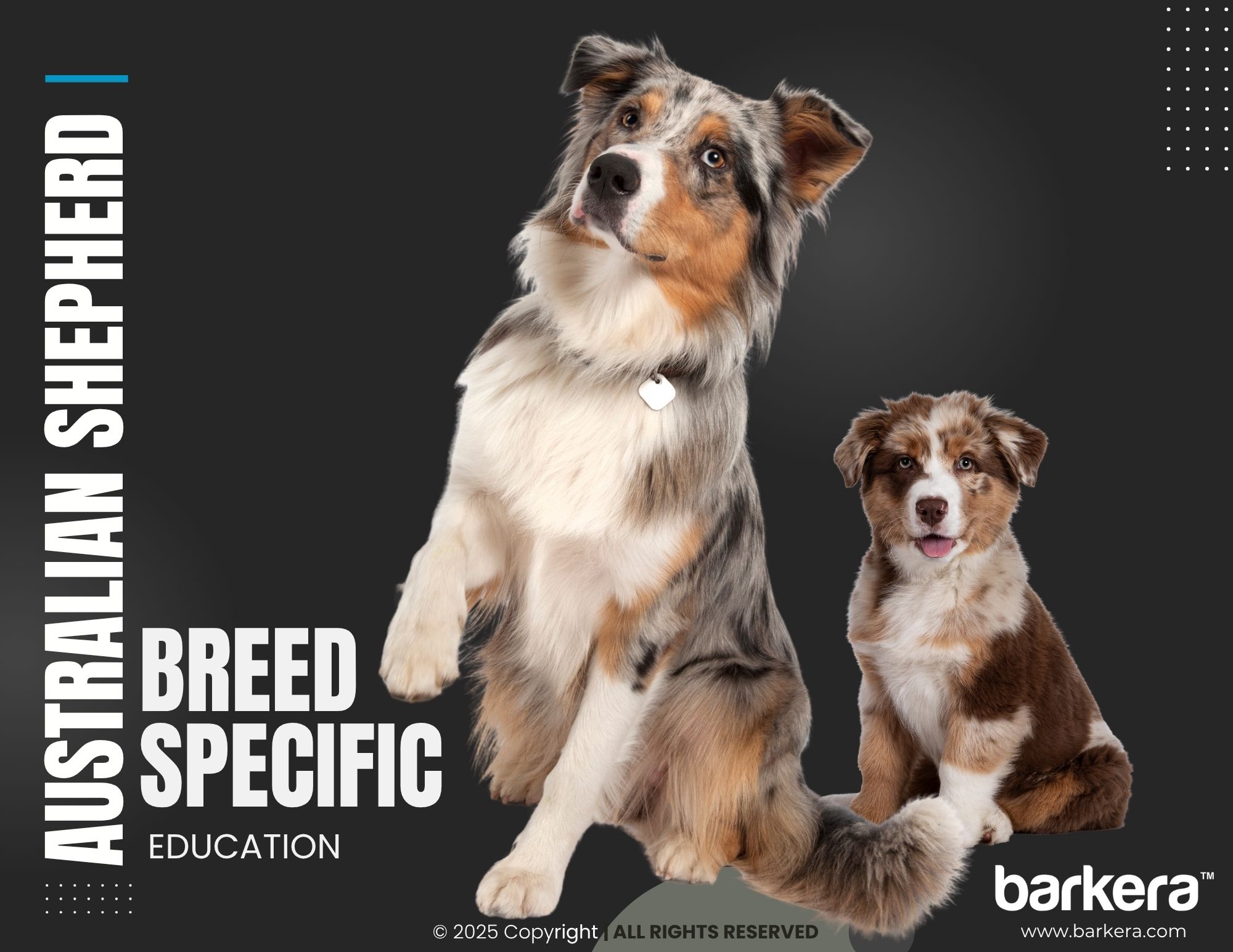 Australian Shepherd – Breed Overview
