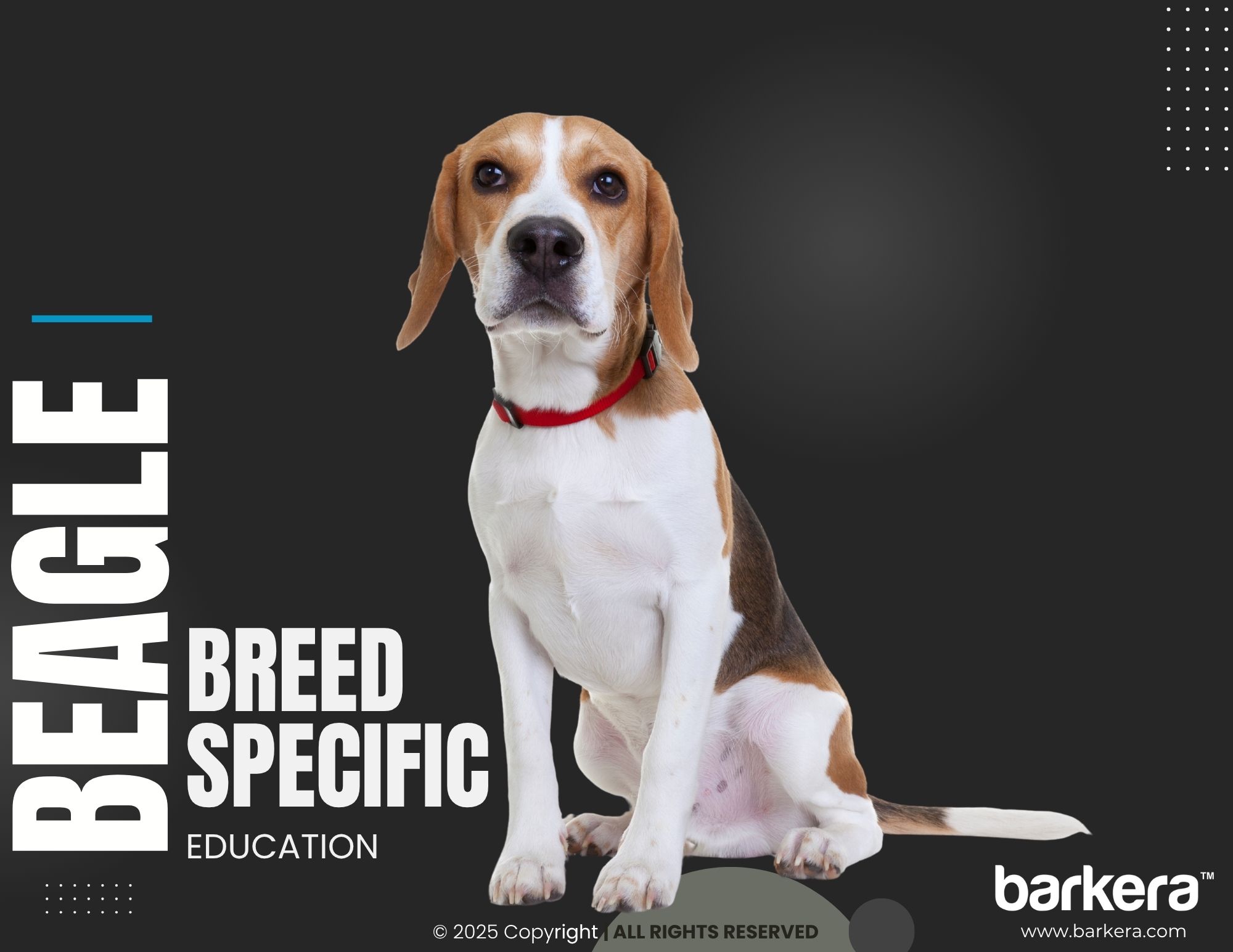 Beagle – Breed Overview