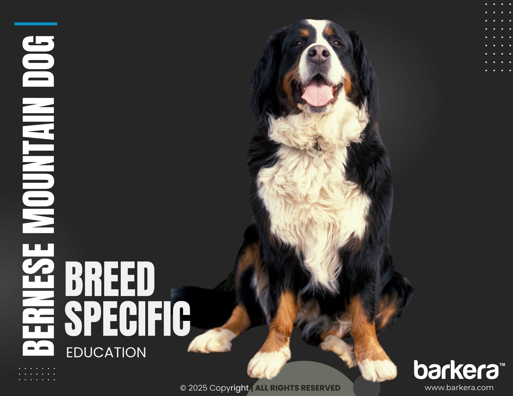 Bernese Mountain Dog – Breed Overview