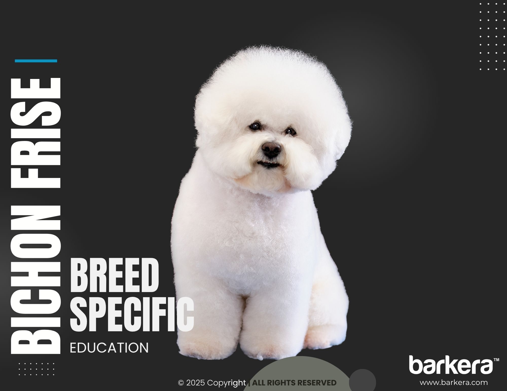 Bichon Frise – Breed Overview