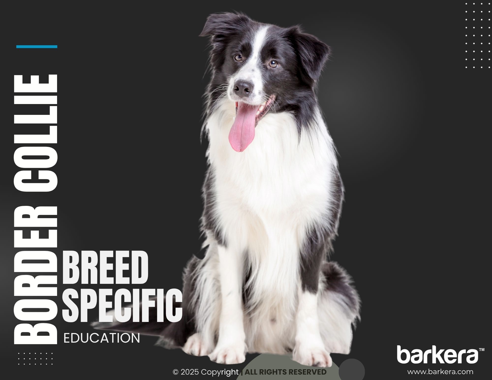 Border Collie – Breed Overview
