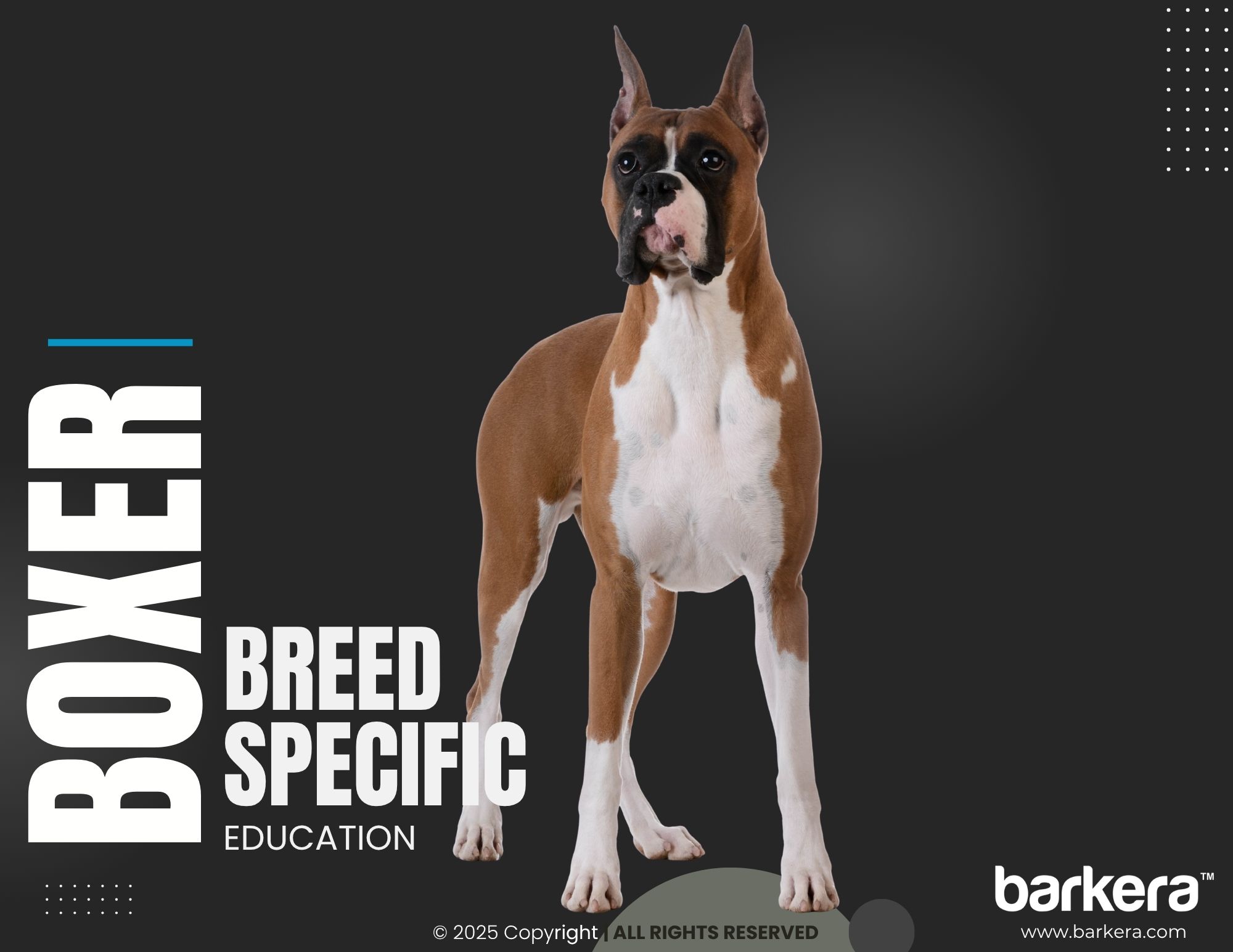 Boxer – Breed Overview