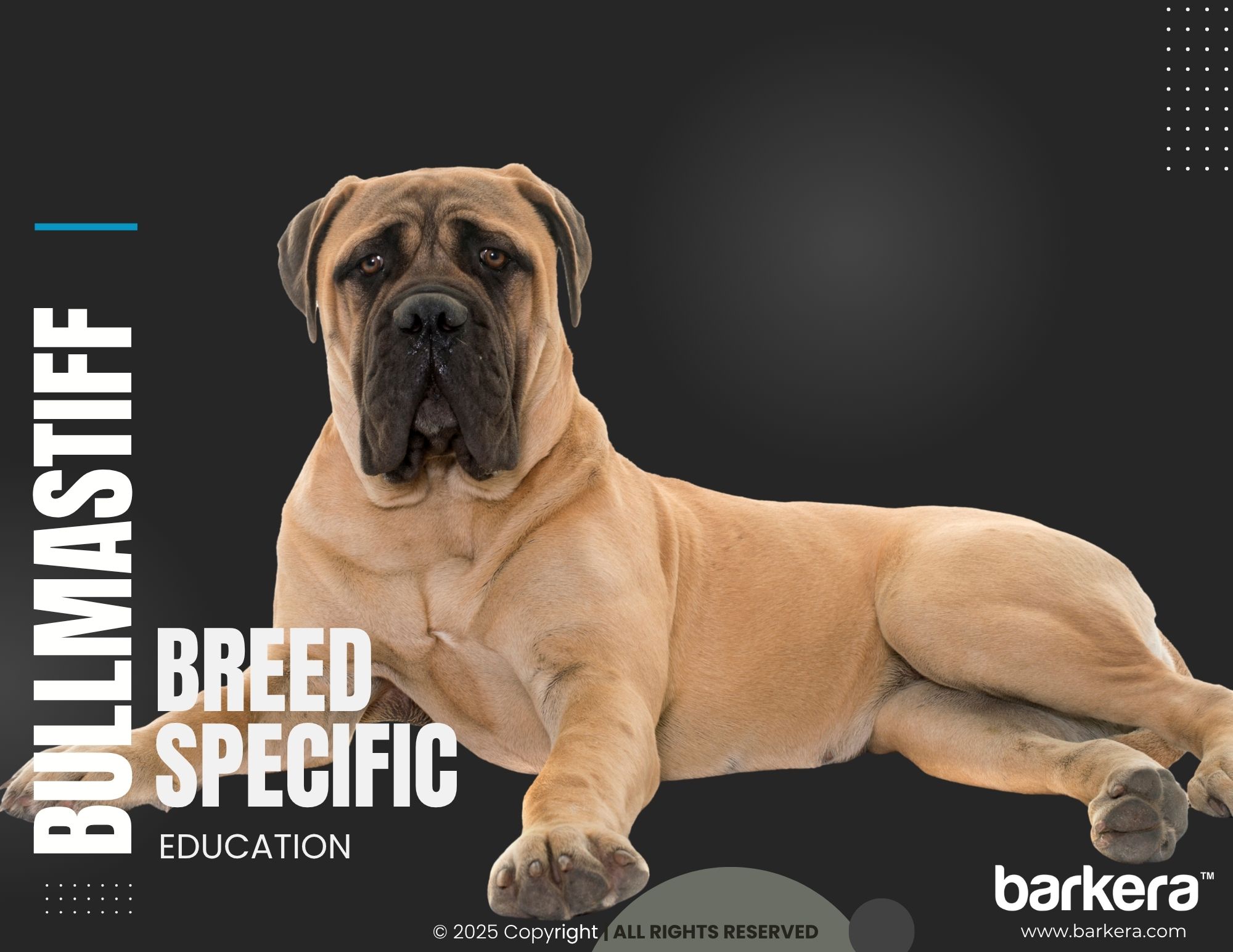Bullmastiff – Breed Overview