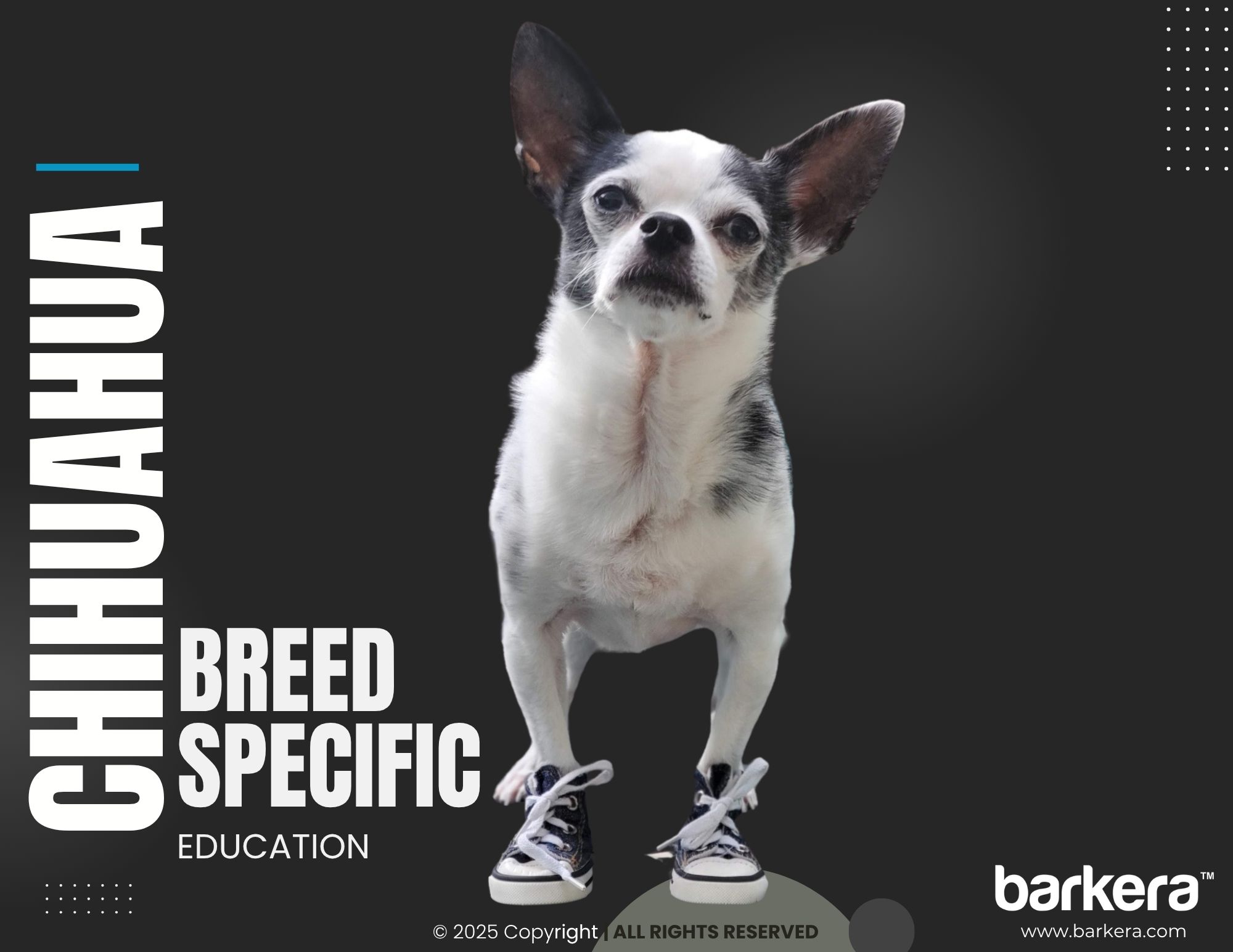 Chihuahua – Breed Overview