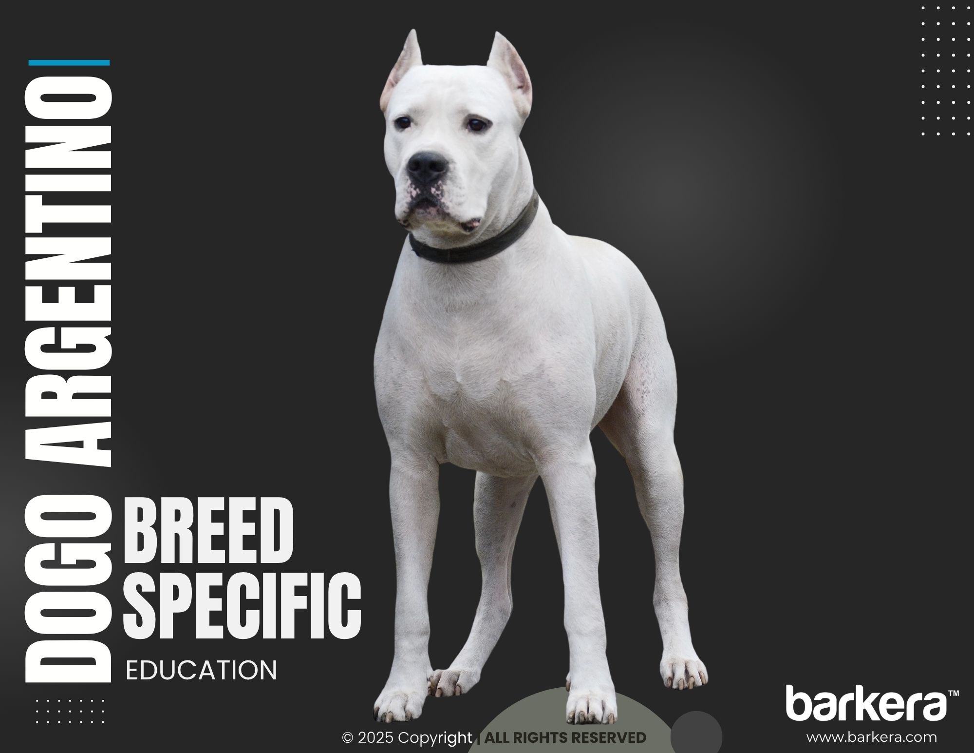 Dogo Argentino – Breed Overview