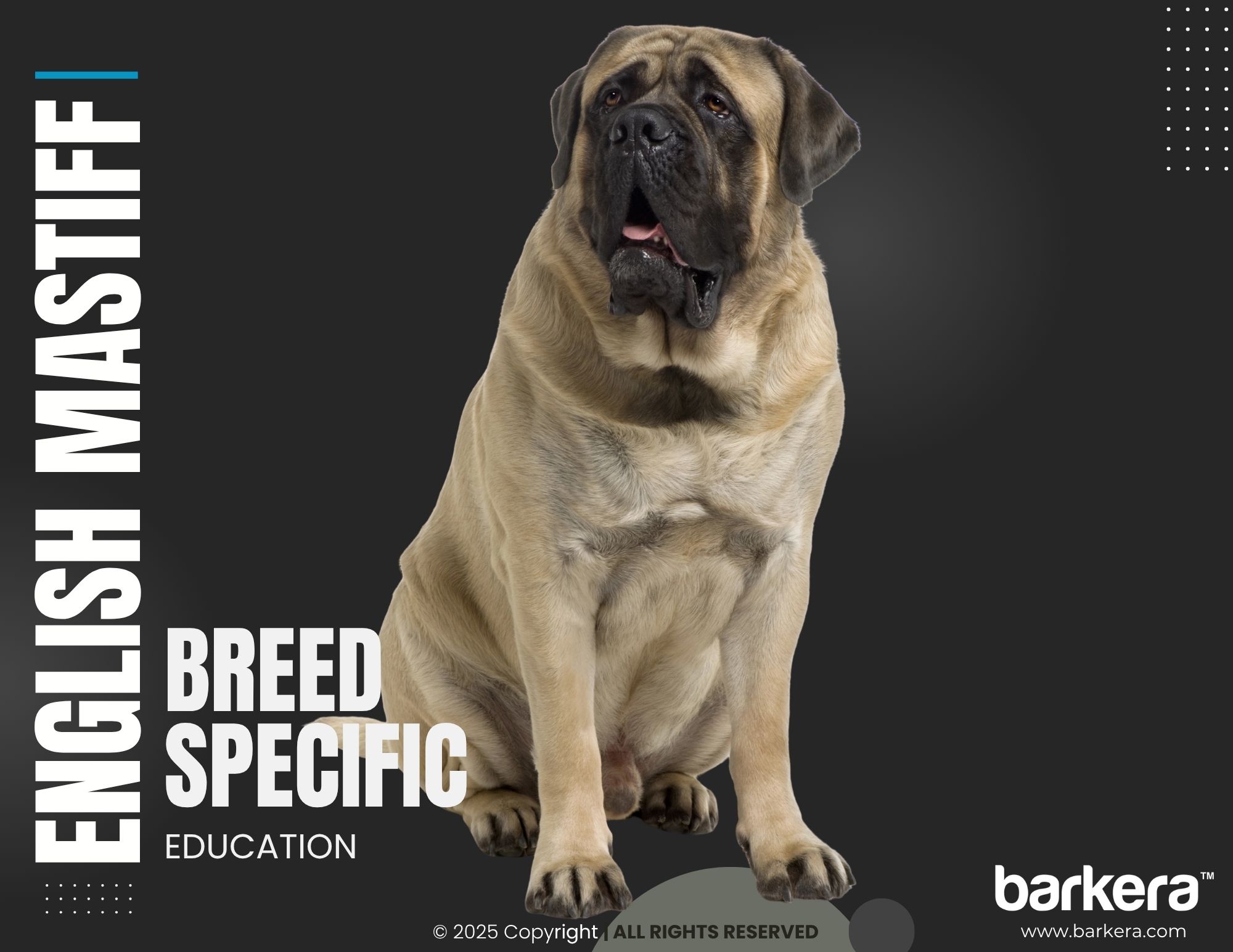 English Mastiff – Breed Overview