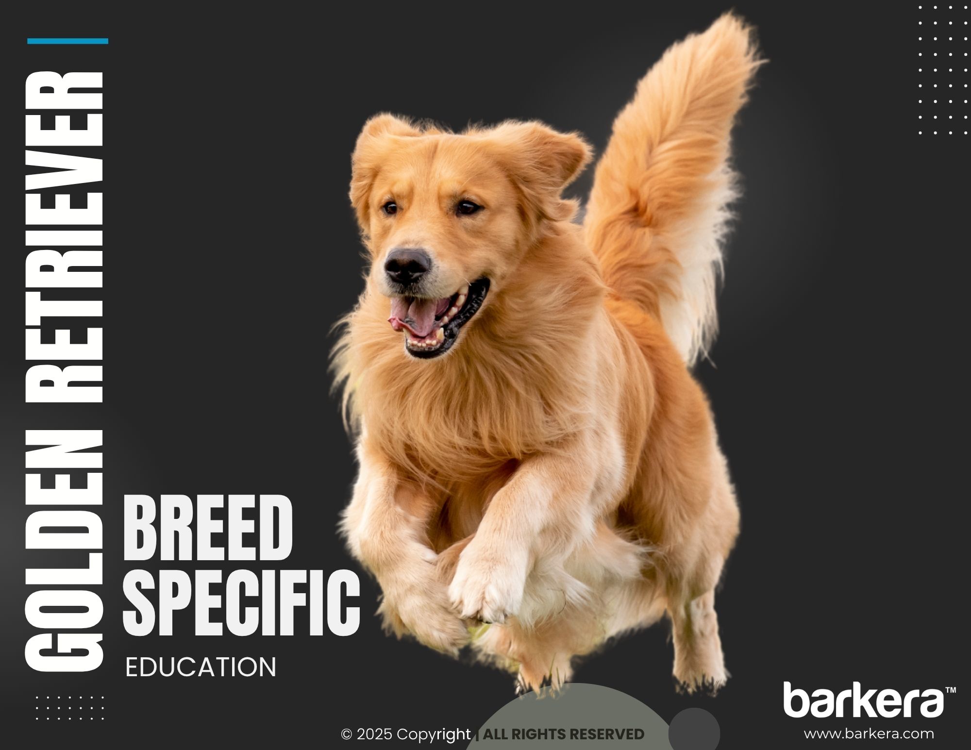 Golden Retriever – Breed Overview