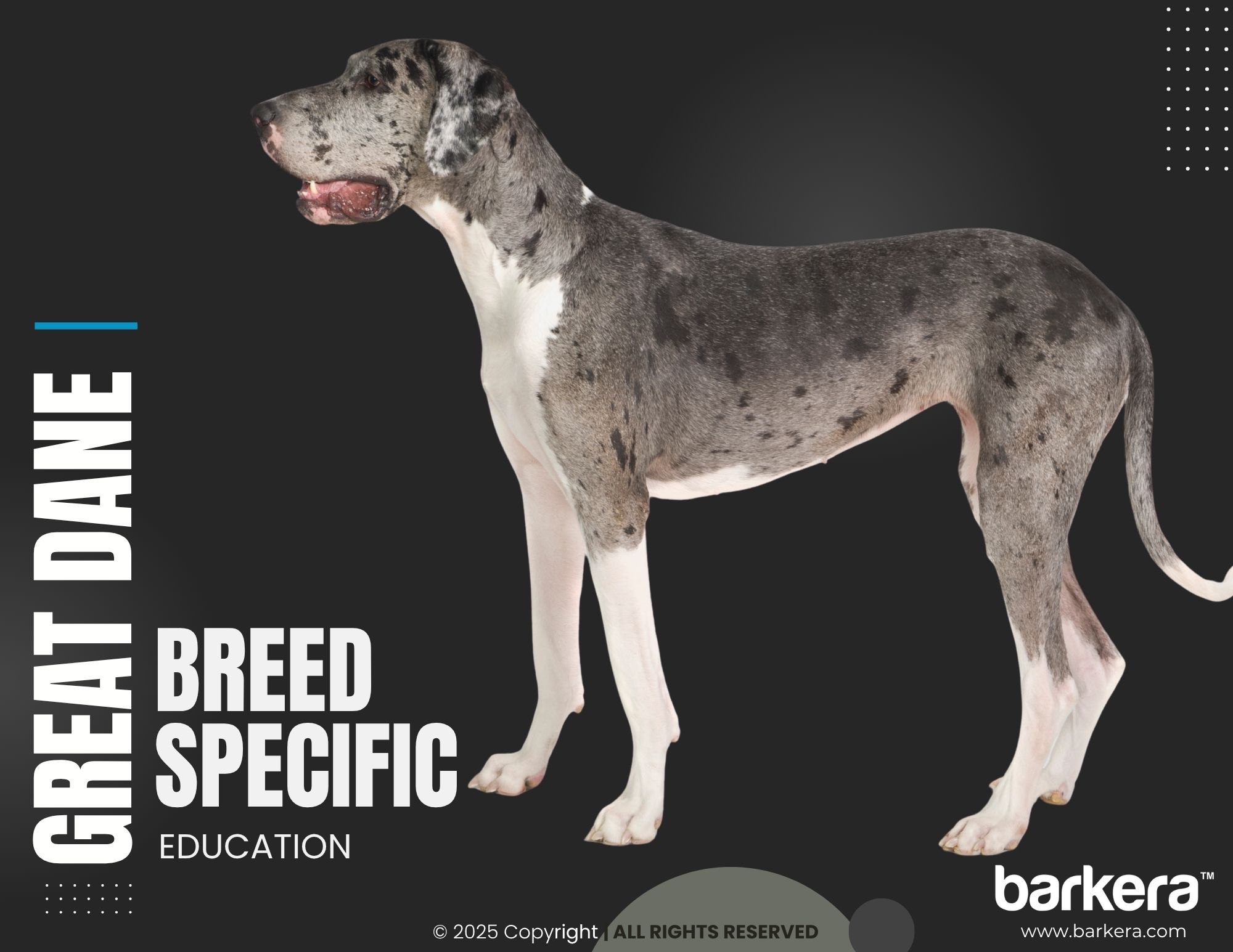 Great Dane – Breed Overview