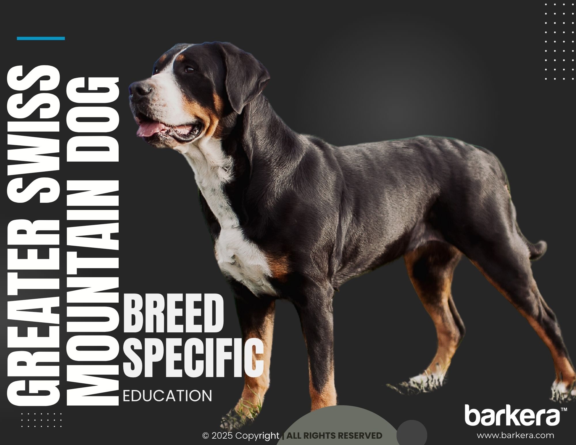Greater Swiss Mountain Dog – Breed Overview