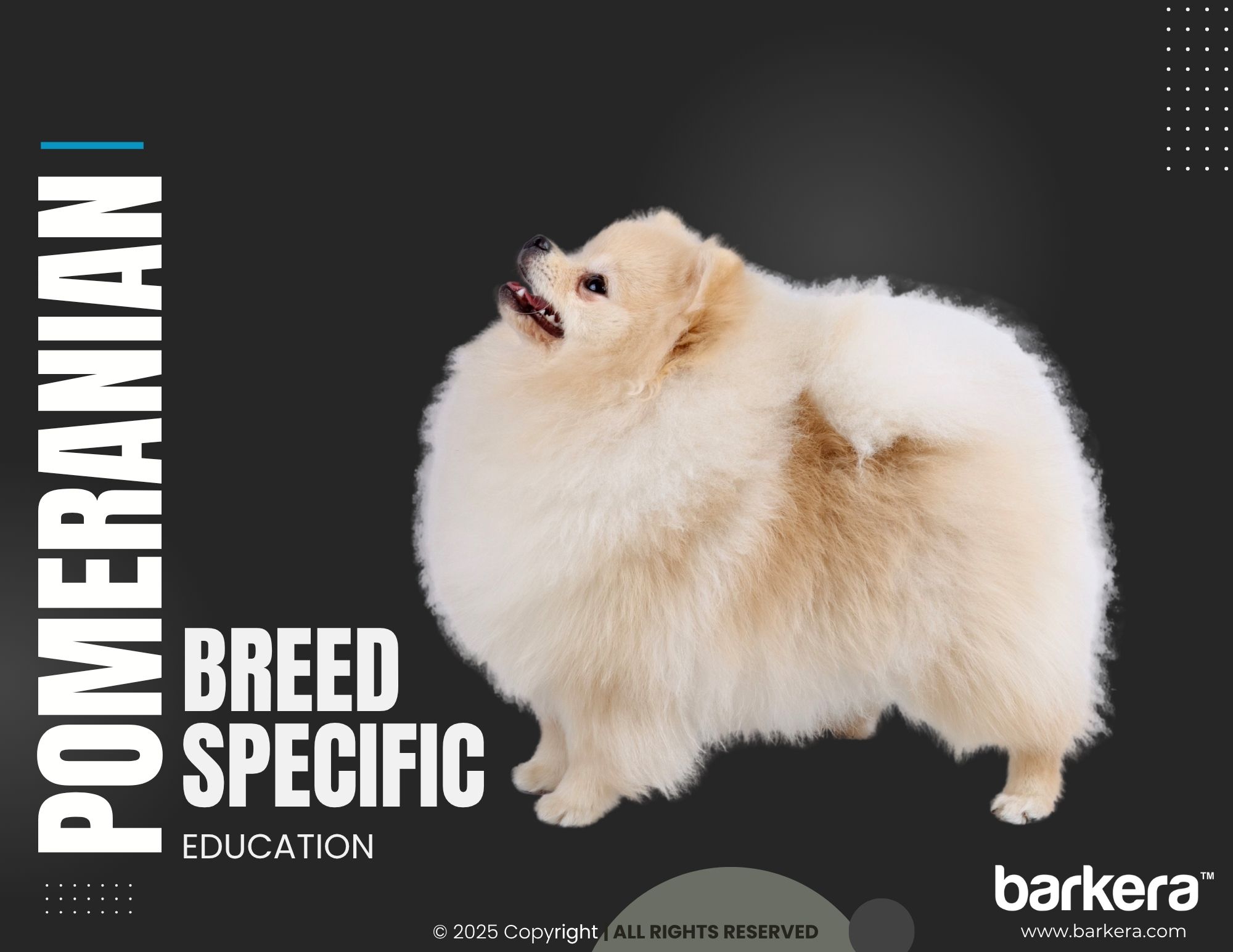 Pomeranian – Breed Overview
