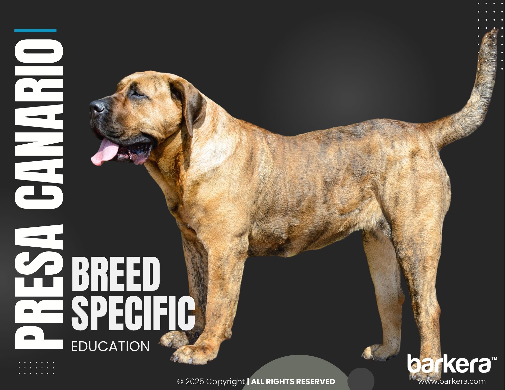 Presa Canario – Breed Overview