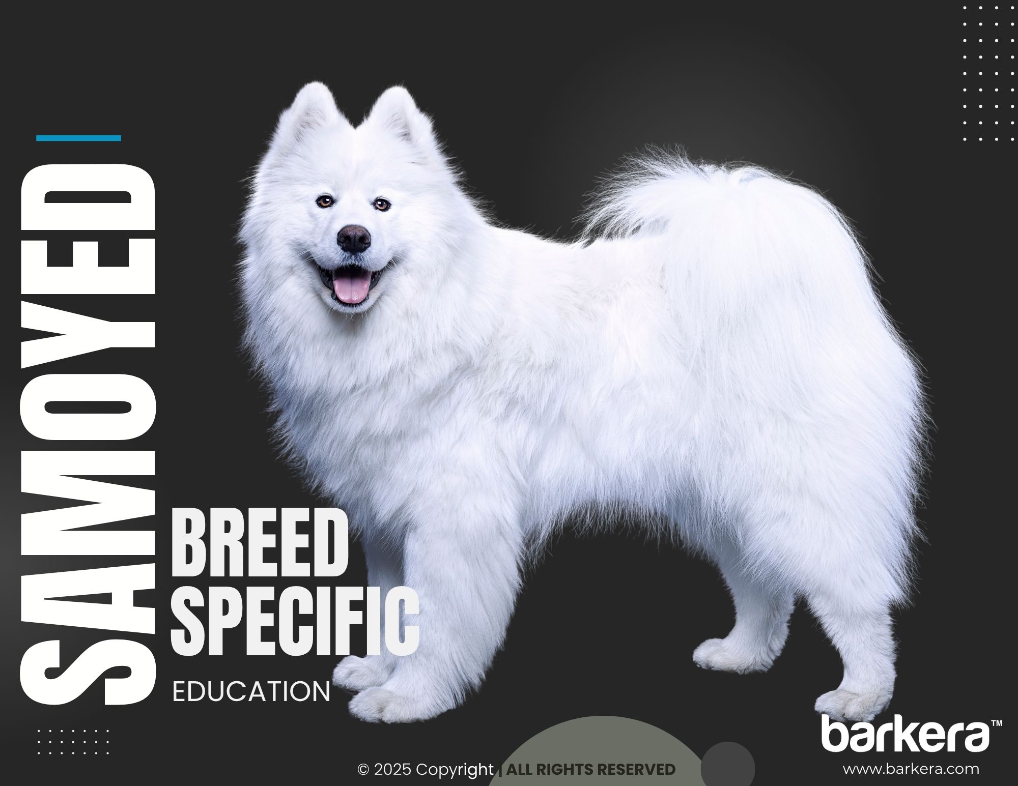 Samoyed – Breed Overview
