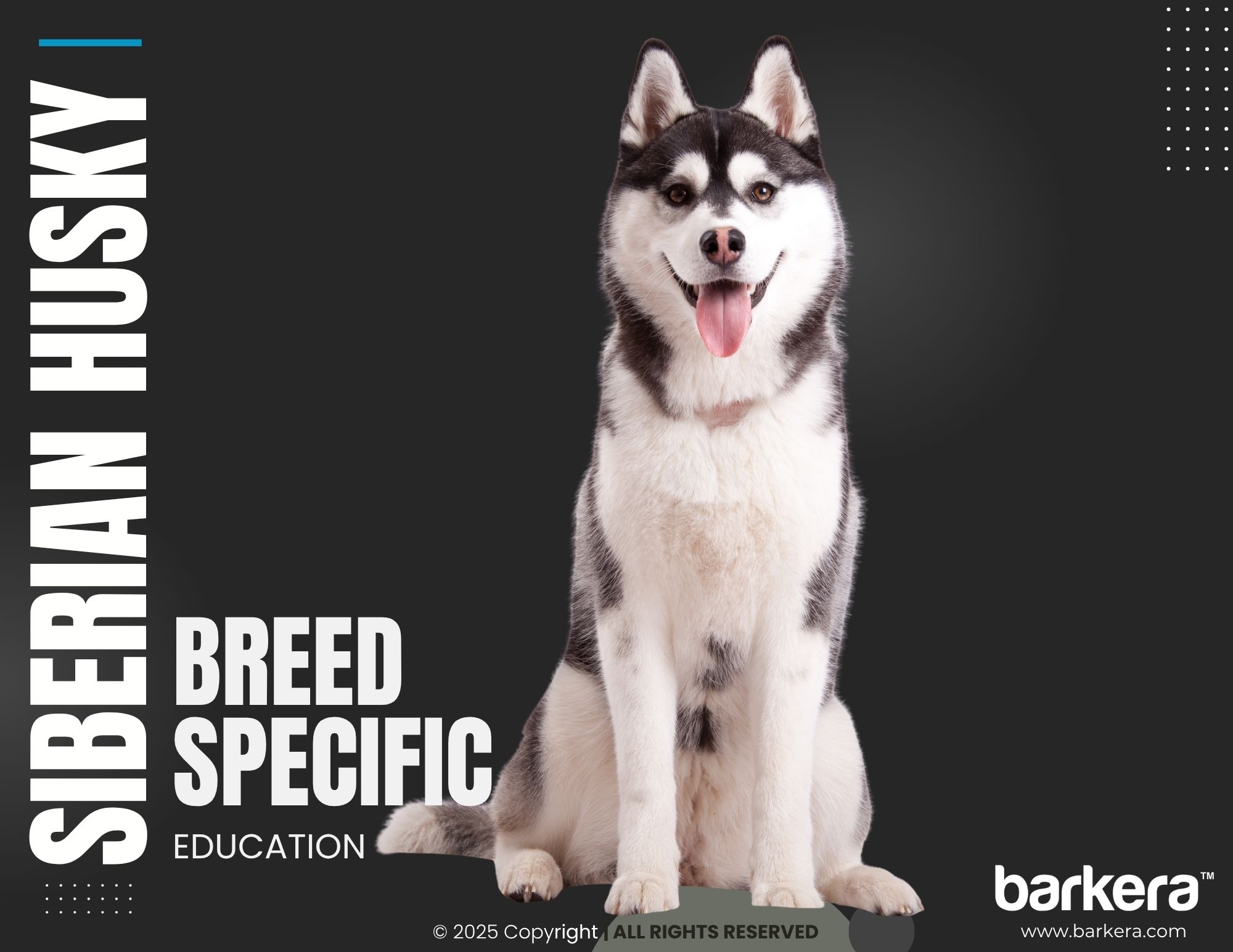 Siberian Husky – Breed Overview