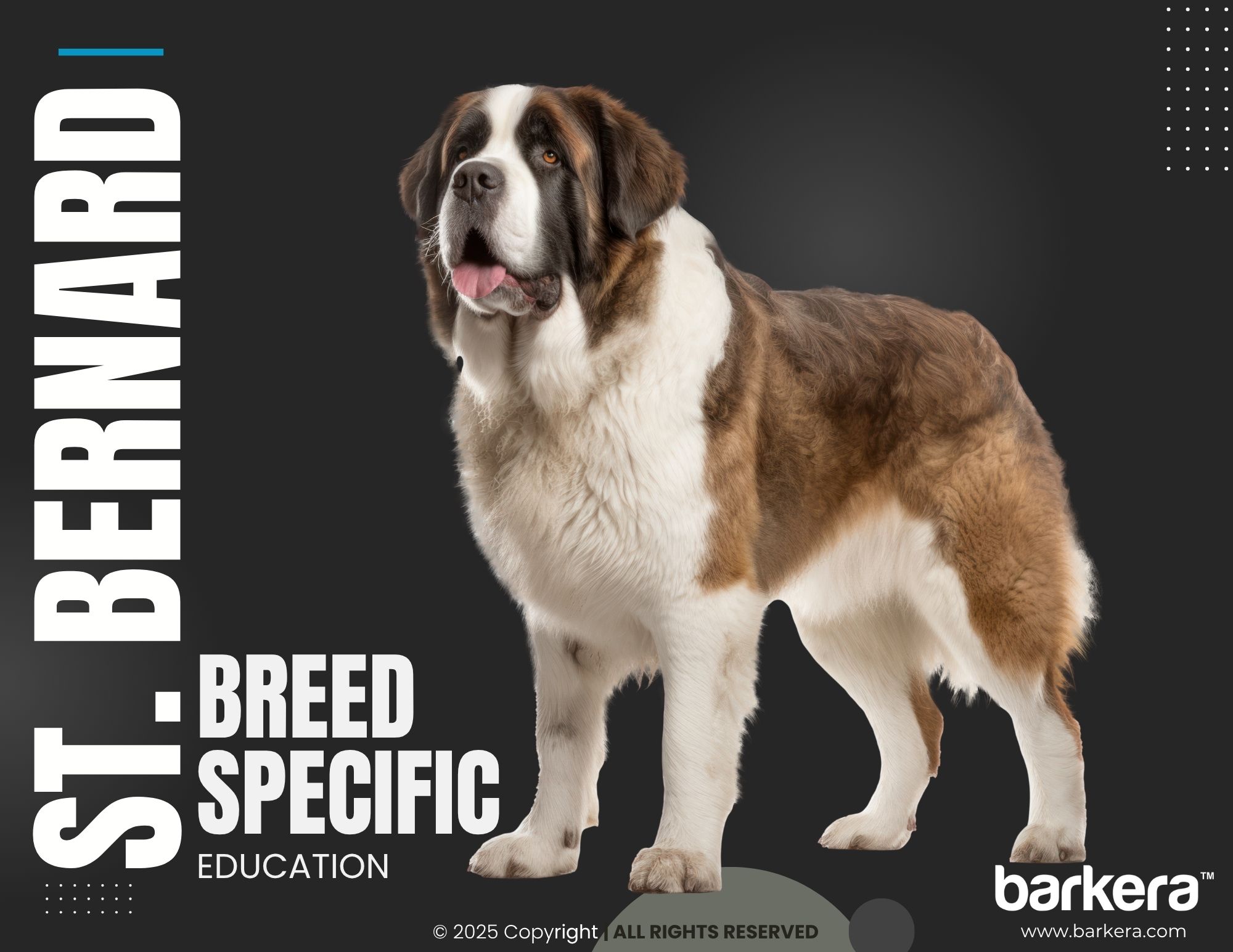 St. Bernard – Breed Overview