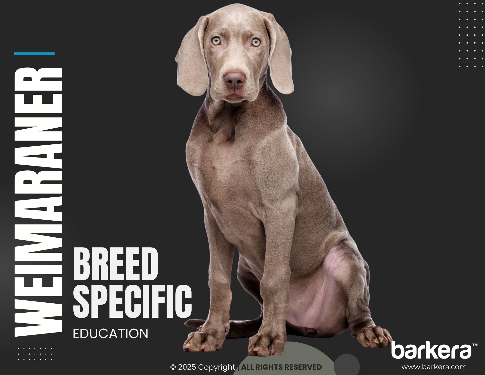 Weimaraner – Breed Overview