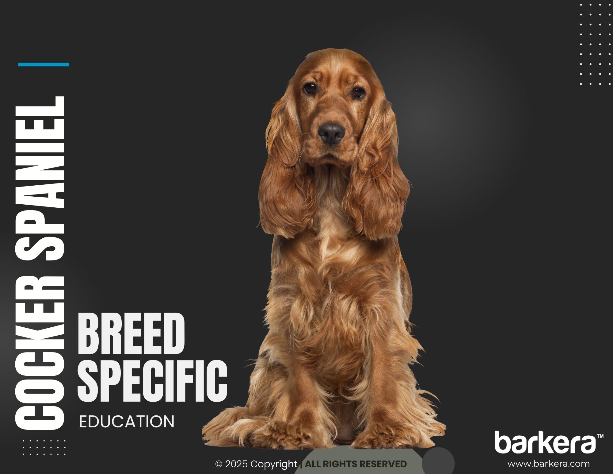 Cocker Spaniel – Breed Overview