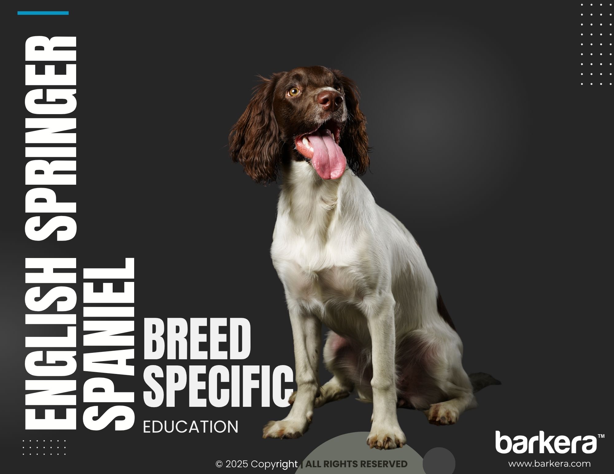 English Springer Spaniel – Breed Overview