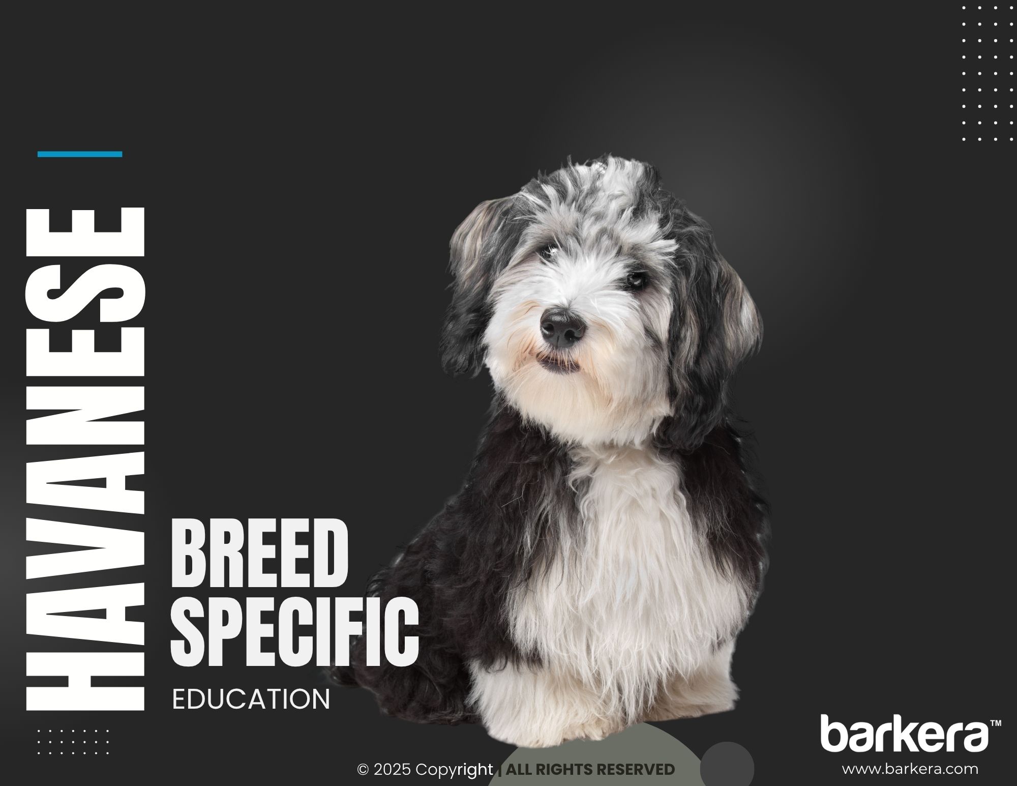 Havanese – Breed Overview