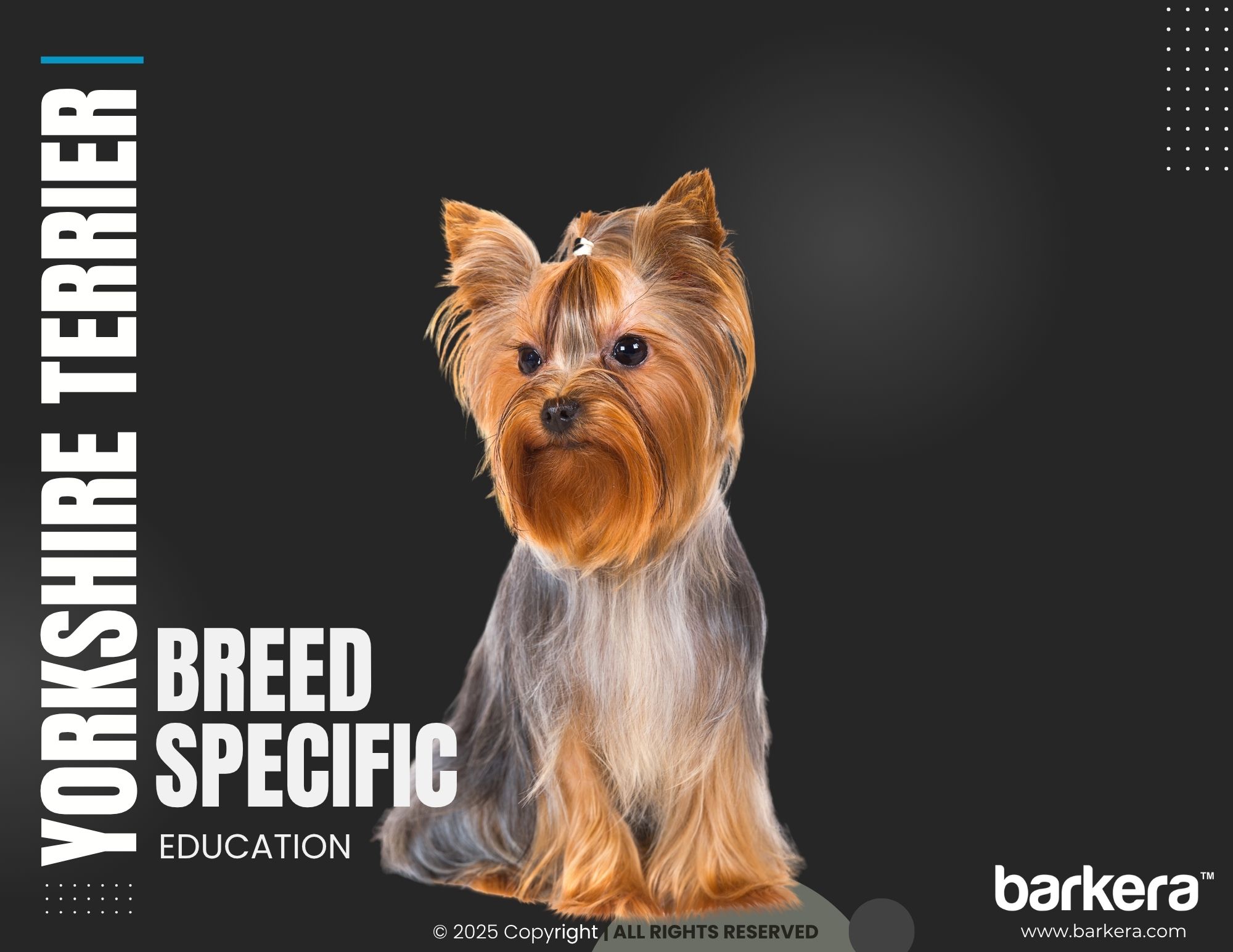 Yorkshire Terrier – Breed Overview